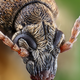 Illustration for article titled Some of the Most Gorgeous Macrophotography Weve Seen in Ages